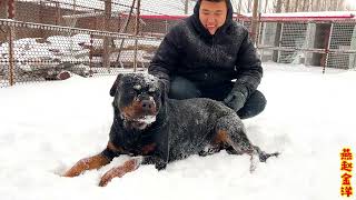 大暴雪犬舍雪堆成山，罗威纳小穆噶霸气出笼，冰天雪地玩疯了