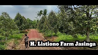 Keliling Kebun 20 Hektar. Pasca Panen di Kebun H! Listiono Jasinga