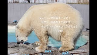 ホッキョクグマのキャンディ　氷に入ったお魚をモグモグ　おひるねはポリタンクを抱えて