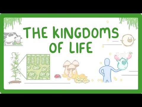 What are the 7 kingdoms of life?