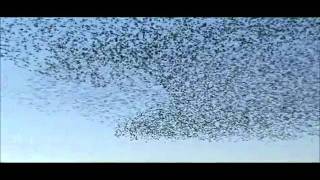 starlings on Otmoor