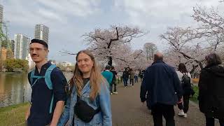 4K 上野不忍池の桜2024 【東京】Sakura Cherry Blossoms in Ueno Park (hanami) 【TOKYO】JAPAN 花見 桜の名所 日本の桜 2024/04/07