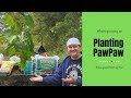 Ultimate Paw Paw planting guide