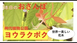 ヨウラクボク・世界一美しい花木・神代植物公園・本日のおっさんぽ