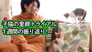 子猫の里親トライアル１週間の振り返り！【猫のツナとマヨ】｜Look-back the trial first week for kittens foster parent, TunaMayo Cats