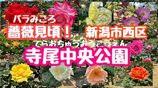 2024年6月1日 薔薇満開🌹寺尾中央公園 今が見頃 新潟市西区 色とりどりの美しいバラ