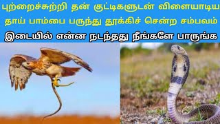 புற்றைச்சுற்றி தன் குட்டிகளுடன் விளையாடிய தாய் பாம்பை பருந்து தூக்கிச் சென்ற சம்பவம் Tamil kilavan