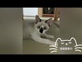 里親募集中！預かり猫ちゃん特集♪