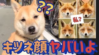 キツネ顔の柴犬はきつい？