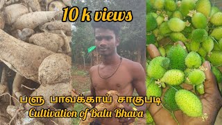 🥒🥒பழு பாகற்காய் சாகுபடி      Cultivation of Balu Bhava🥒🥒