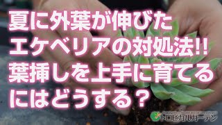 【多肉植物】夏に外葉が伸びたエケベリアの対処法!!葉挿しを上手に育てるにはどうする？【succulent】トロピカルガーデン