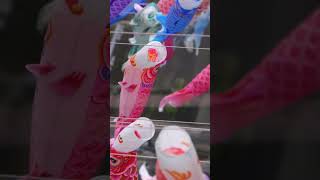 Tsuetate Onsen Carp Streamer Festival #shorts