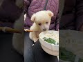 爱吃面条的狗狗 快手宠物天团 狗狗 shortsfeed shorts cutespets cutepet itspets cute noodle