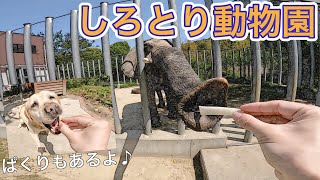 GWはのんびり餌やり体験♪しろとり動物園でふれあいまくってます🤣［しろとり動物園］［餌やり］［動物園］