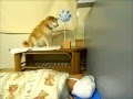 ベビーシッター犬