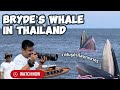 Bryde's Whale in Thailand🐋🇹🇭 (ดูวาฬบรูด้าที่จังหวัดสมุทรสาคร)