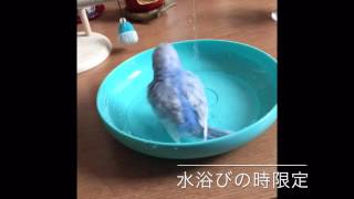 Vol.41『ニワトリのような鳴き声で水浴びするインコ』セキセイインコのサクちゃん