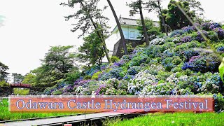 Odawara Castle Hydrangea Festival | #小田原城あじさいまつり | #odawaracastle