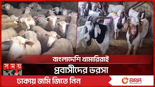 পশু বেচাকেনায় জমজমাট দক্ষিণ আফ্রিকার প্রবাসীদের খামার | Qurbani | South Africa | Cattle Market