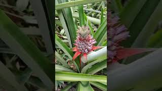 A day in Pineapple Village Hmarkhawlien, Lakhipur, Cachar District