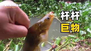 【野外釣魚】下雨天釣水草洞太過癮了，桿桿有口，魚還不小！