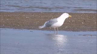 Iceland Gull and Thayer's in Toronto