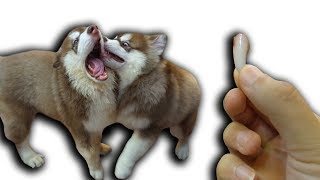 NTN - Hai Con Chó Alaska Cắn Nhau Gãy Răng (My Dogs Bite Each Other)