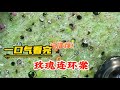 一口气看完《玫瑰连环案》 #小说 #完结文 #有声 #剧情 #爽文