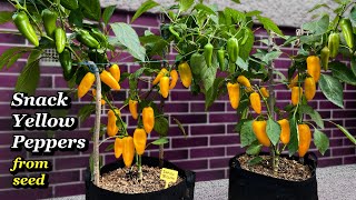 Growing Super Sweet Snack Peppers from Seed to regular Harvest - Step by Step