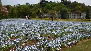 【花風景】清水公園・花ファンタジアの花壇（ネモフィラの風景）