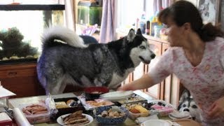 2013.正月　お節とハスキー達　special dishes for New Year 　dog husky