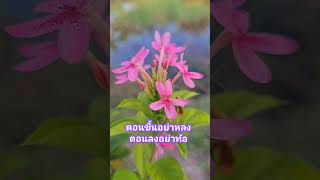 #คำคม #ตอนขึ้นอย่าหลงตอนลงอย่าท้อ #Shorts @Rung996