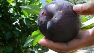 PLUMS IN OUR BACKYARD SO SWEET AND JUICY