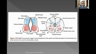 Development of the Nervous System  Part 1