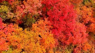 Red leaves cover mountains in northern China