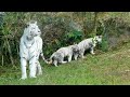 ママは獲物じゃないよ～😆どこまでも追いかけてくる月＆時雨😂伊豆アニマルキングダム・白虎の赤ちゃん