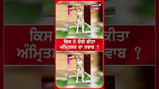 ਕਿਸ ਨੇ ਚੋਰੀ ਕੀਤਾ ਅੰਮ੍ਰਿਤਸਰ ਦਾ ਨਵਾਬ ? Amritsar News | Nawab Dog | N18S