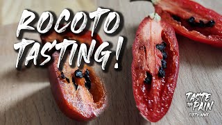 Ignite Your Taste Buds: Diving into the World of Rocoto Peppers