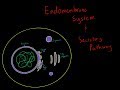 The Endomembrane System EVERYTHING YOU NEED TO KNOW FOR MCAT