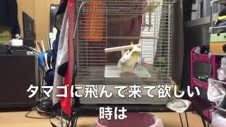 芸人とオカメインコ（13）最近よく飛ぶ様になってきたがコントロールはまだヘタクソ。