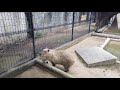 神戸市立王子動物園のジャイアントパンダ タンタンにも会いに行ってきた。