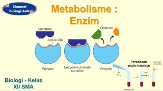 Metabolisme part 1 - Enzim - Biologi kelas 12 SMA