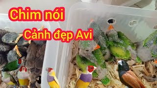 06/02/25 vẹt ngực hồng con, sáo con, phượng hoàng, gáy thái các loại, chim avi màu sắc đẹp