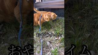 おやつタイム 猫 cat 散歩 アメショ 食べ放題 猫草 うめ らん