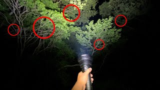 Illuminating a forest full of stag beetles with a light of 60,000 lumens