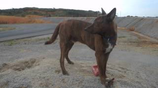 琉球犬RIN（凛）君が弁当箱を食いちぎる