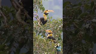 นกกก นกกาฮัง Great Hornbill