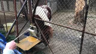 ポニーと餌やり秘密道具の使い方【福知山動物園】