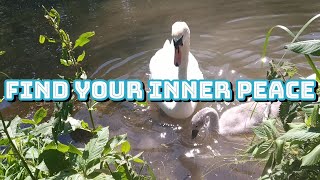 Find Your Inner Peace with this Beautiful Video of Swans and Relaxing Music