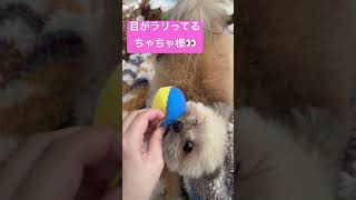 おもちゃで遊ぶと目がイカレるちゃちゃ様　#ちゃちゃ丸 #ポメプー #犬 #犬のいる暮らし